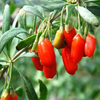 bayas de Goji