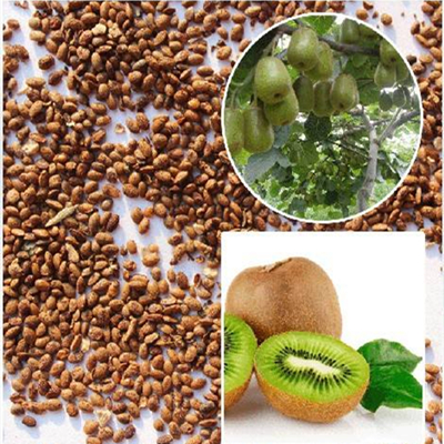 Semilla de kiwi