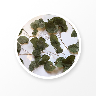 hoja de epimedio 