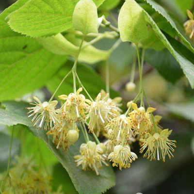 flor de tilo