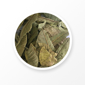 hoja de guayaba 