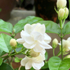 Flor de jazmín