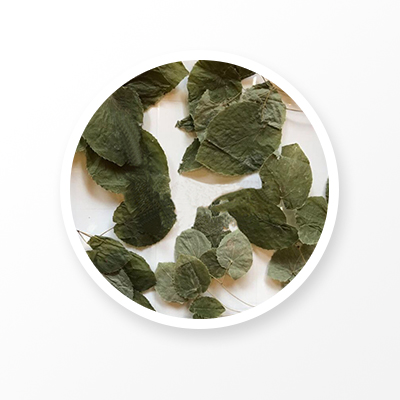 hoja de epimedio 