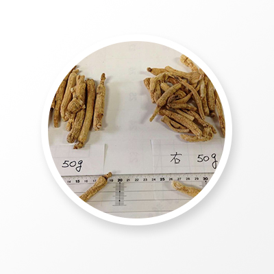 Medicina de hierbas chinas de raíz de ginseng blanco 